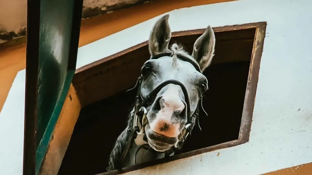 زيبلاين-ركوب الخيل