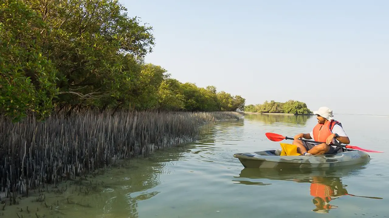 Kayak tour of the mangroves