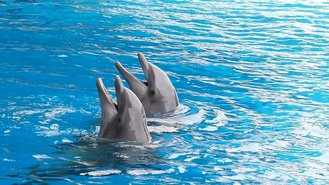 Show at Dolphin World