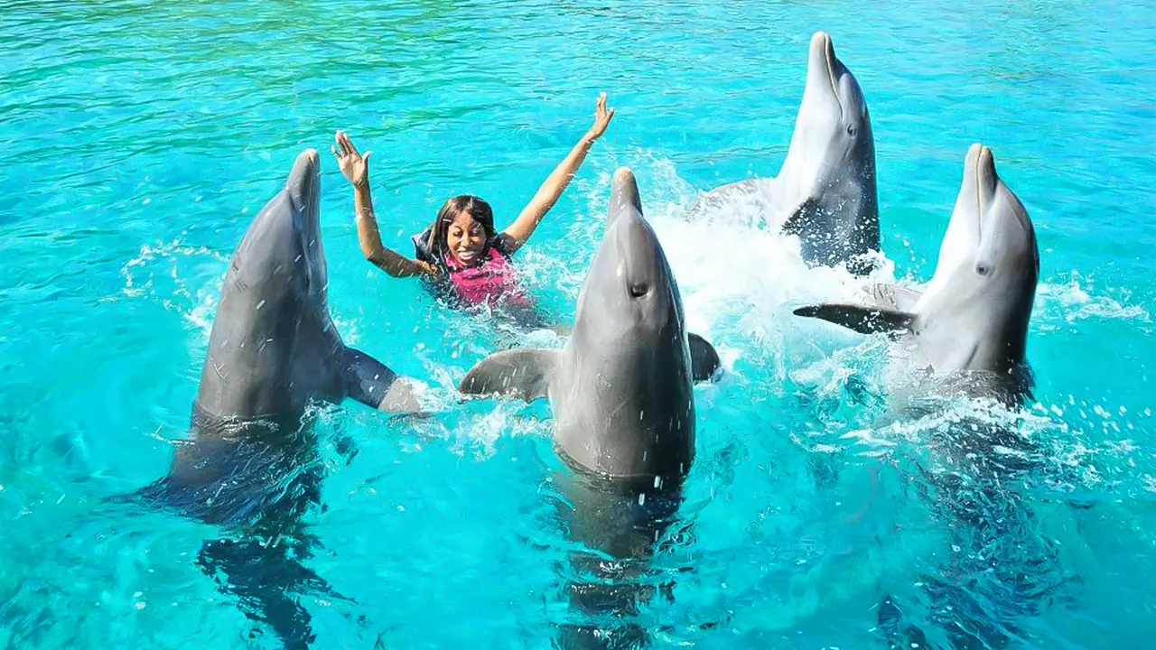 Show at Dolphin World