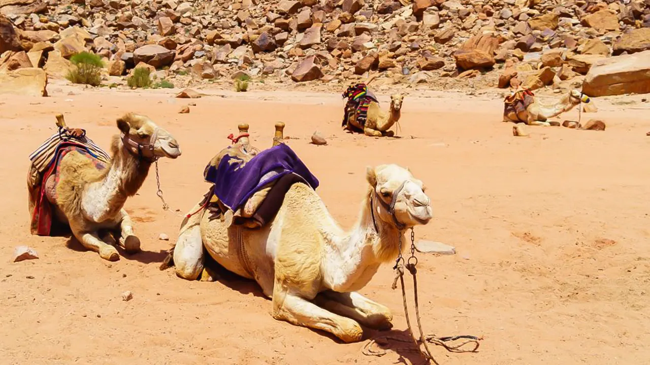 سفاري, ركوب الجمال & جولة القرية البدوية