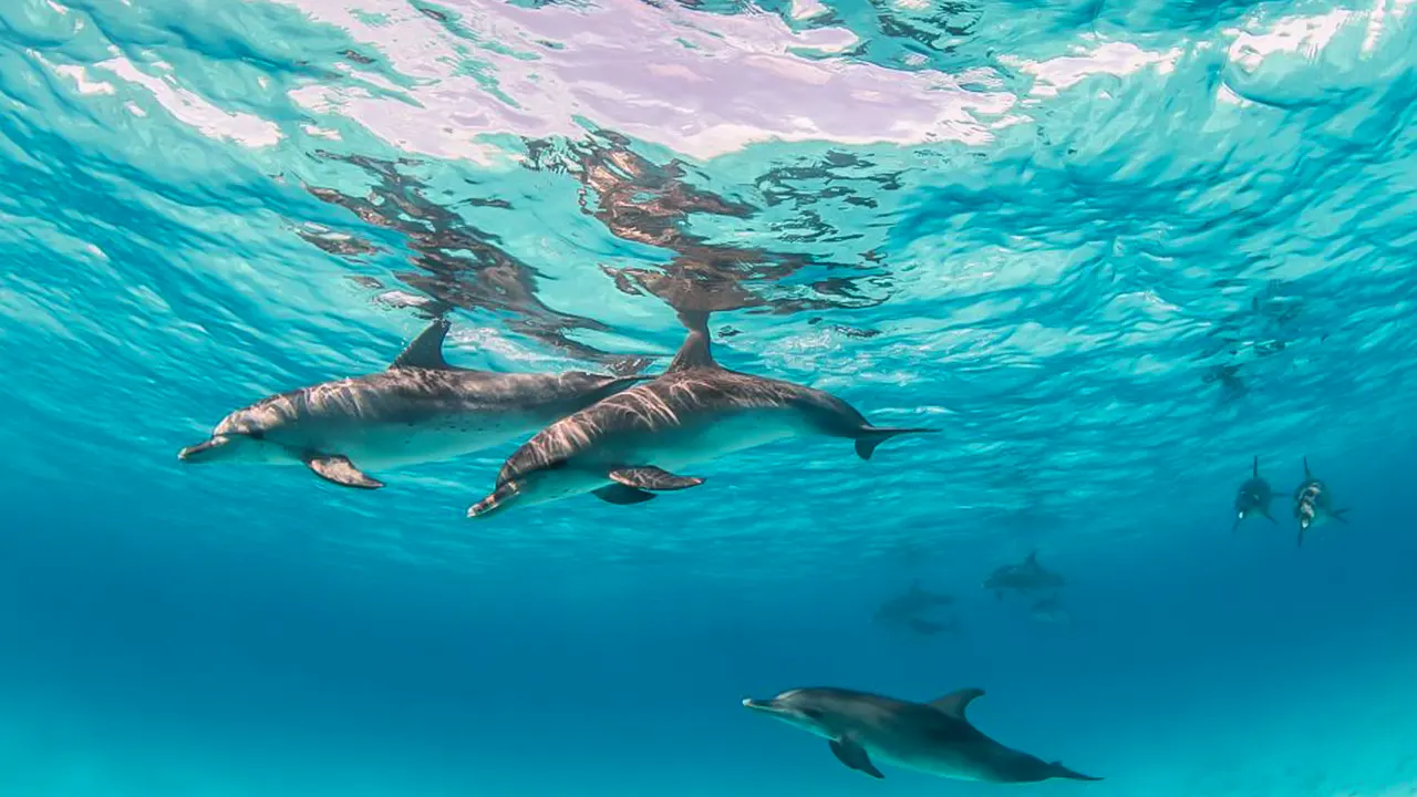 Dolphin watching with snorkeling and lunch