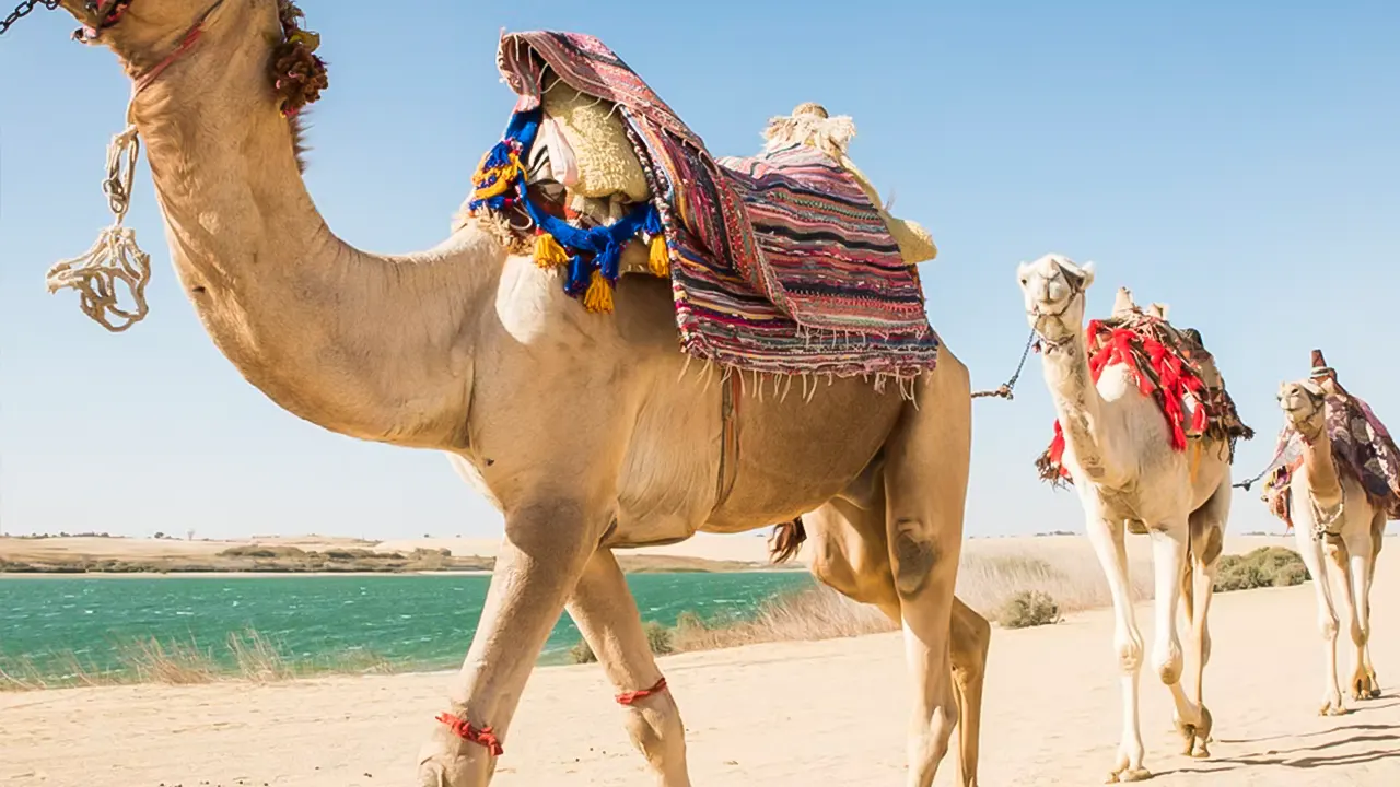 Desert safari, camel ride, Magic Lake, with lunch