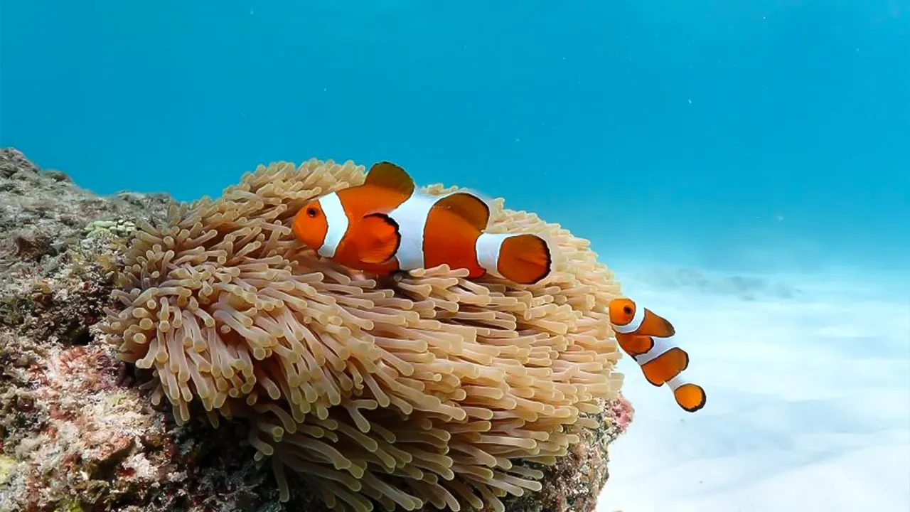 Snorkeling Experience in Bangkok