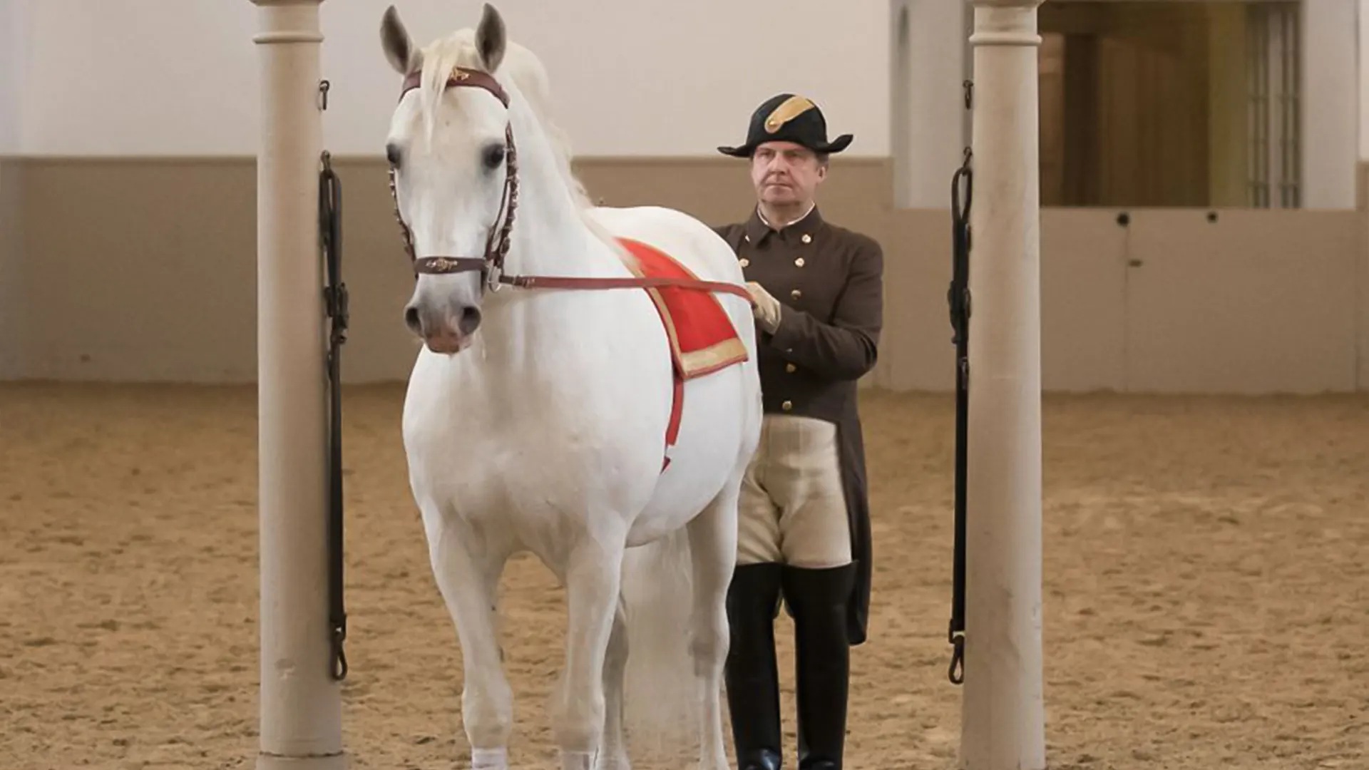 عرض للخيول الليبيزان في المدرسة الإسبانية للفروسية