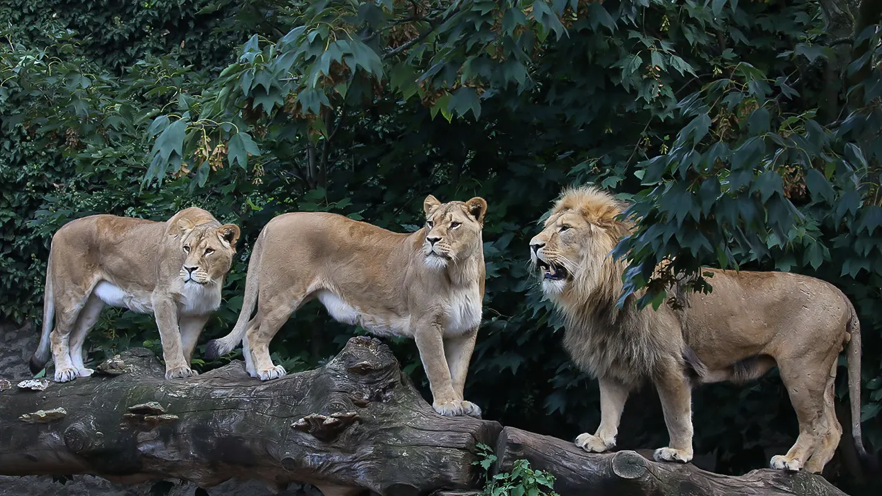 ARTIS Amsterdam Royal Zoo