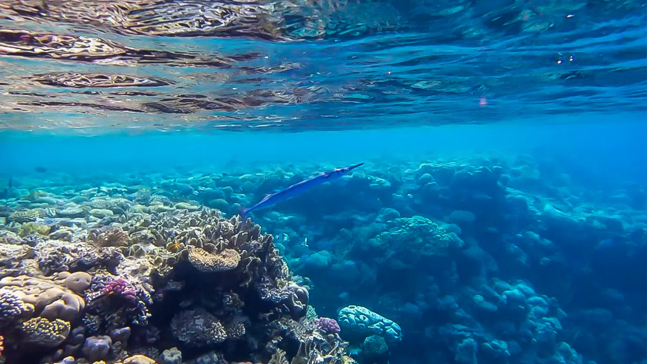 Luxury Boat Cruise with Snorkeling & Lunch