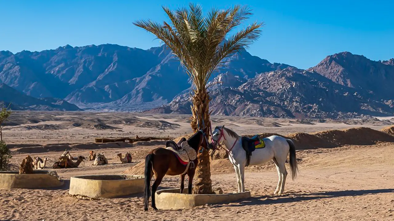 ركوب الخيل و الجمال بالإفطار