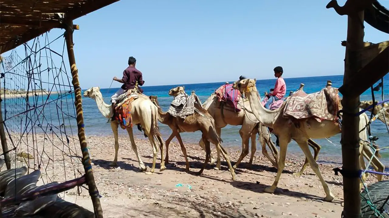 Canyon, Camel, and Snorkel Jeep Tour