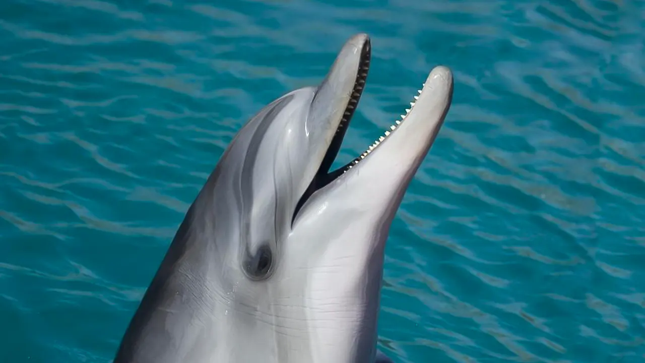 Show at Dolphin World