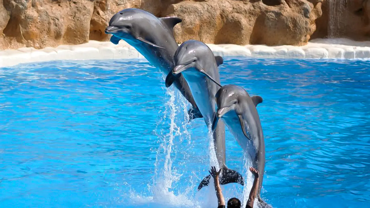 Show at Dolphin World