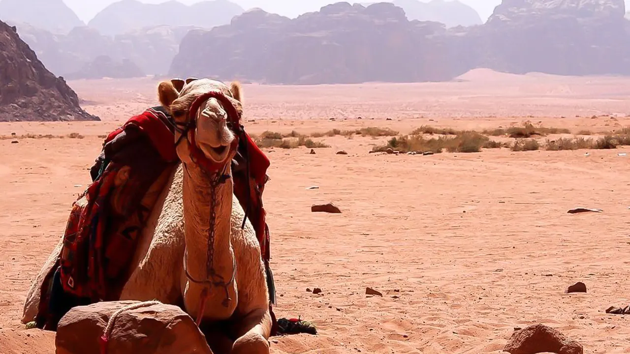 Jeep, camel and Safari buggy rides with BBQ dinner