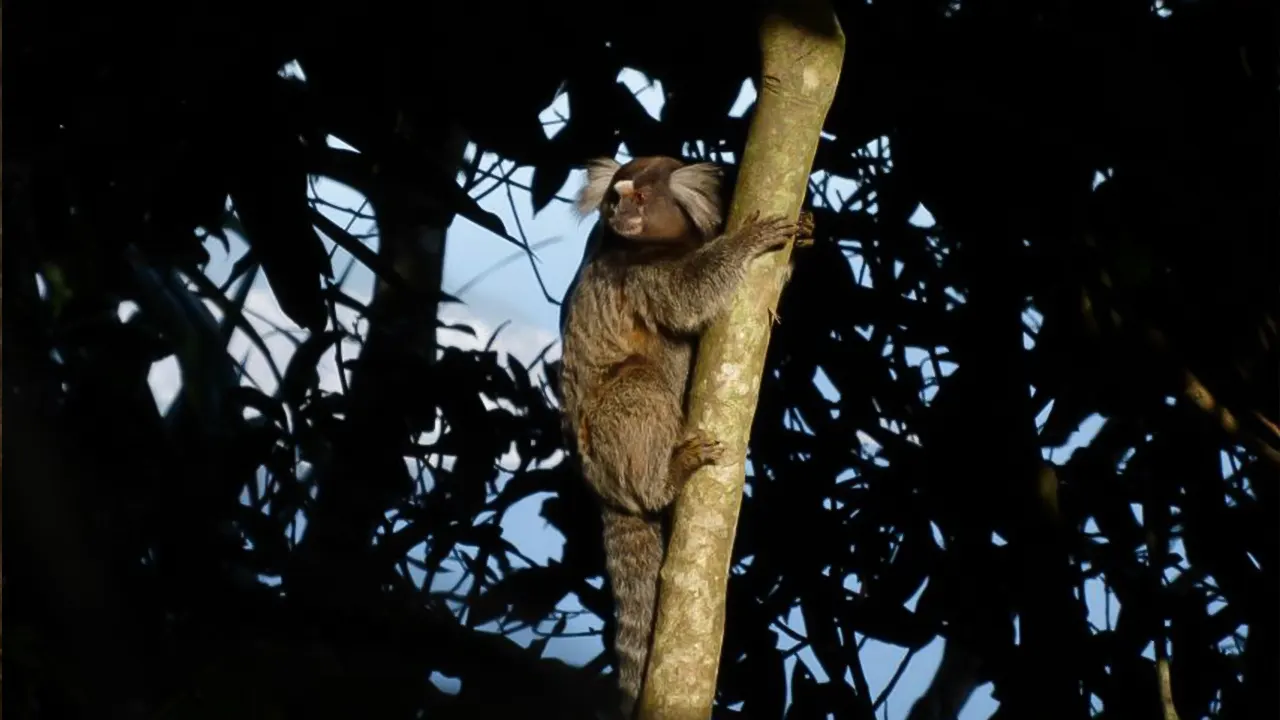 Tijuca National Park caves and waterfall walking tour