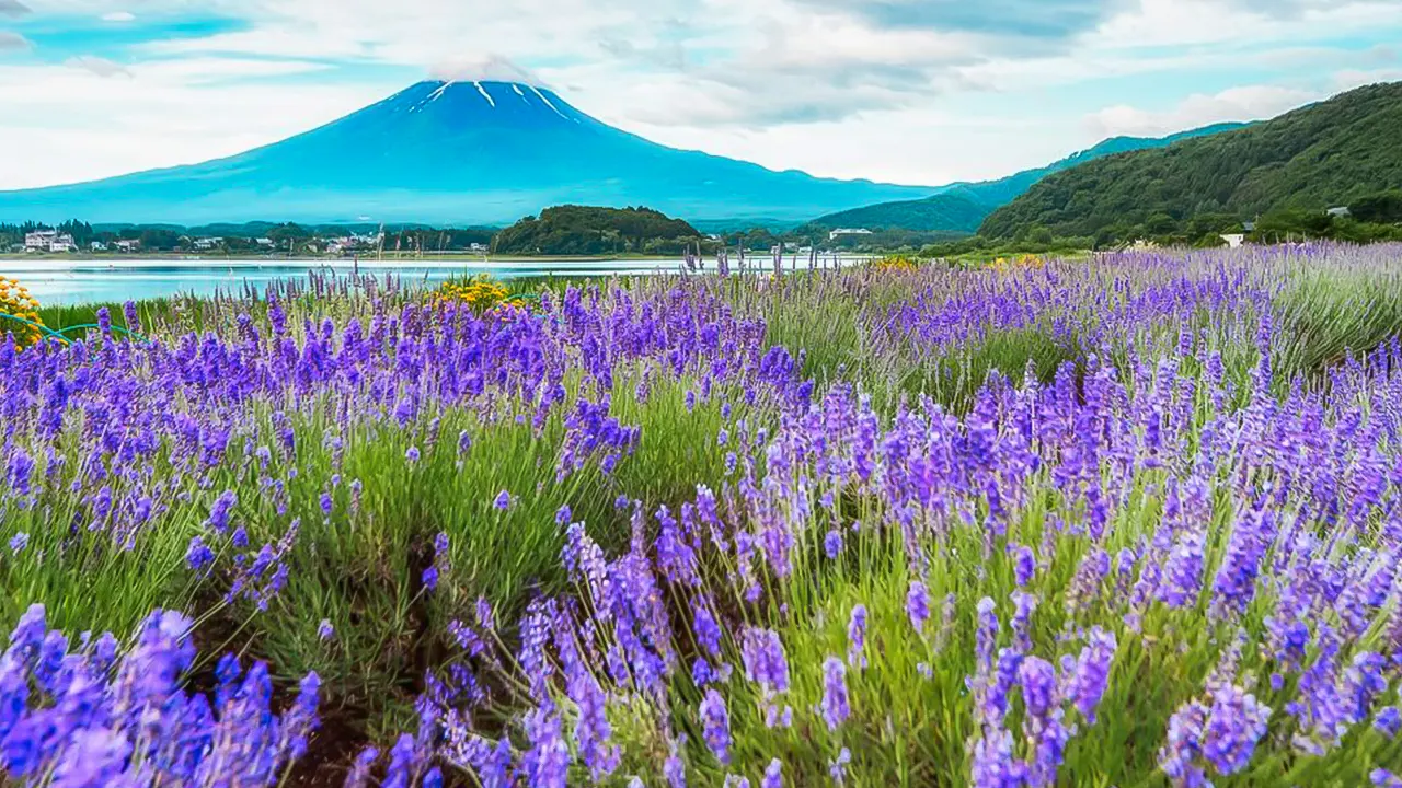 Fuji Full-Day Sightseeing Trip