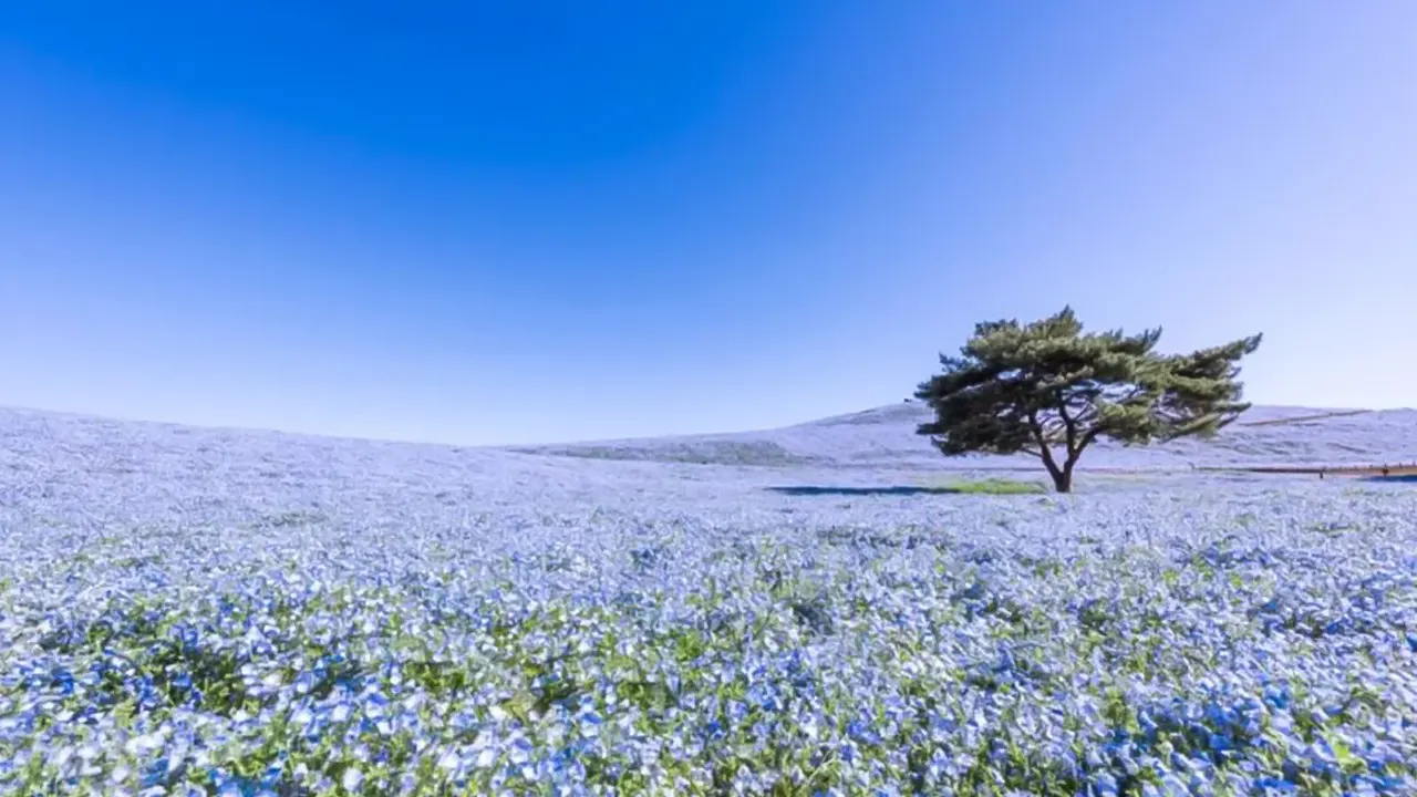 Ibaraki, Hitachi Park & Oarai Isosaki Shrine