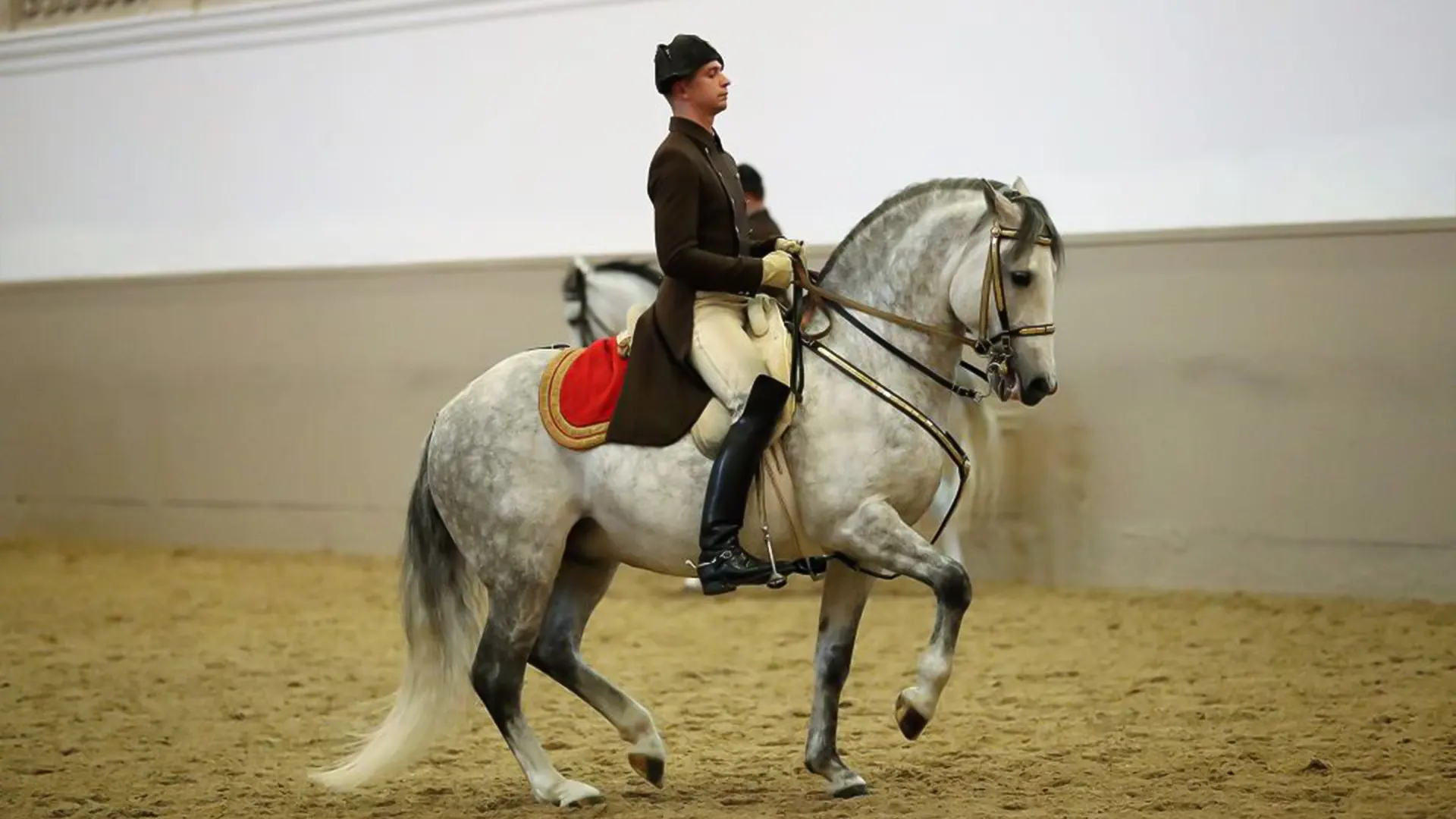 Performance Of The Lipizzans At Spanish Riding School