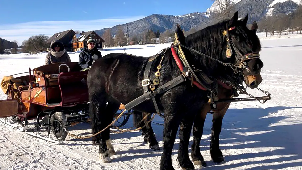 Tour with Horse-Drawn Sleigh Ride